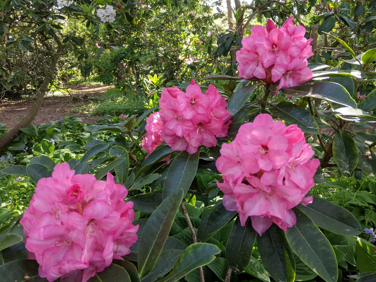 Unnamed hybrid seedling
